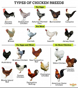 ALL FAMILY FARM 1