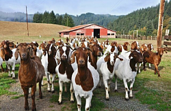 ALL FAMILY FARM 1