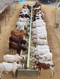 ALL FAMILY FARM 1